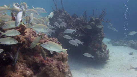 School Of Red Snapper Fish Under Pier. Underwater Scuba Diving Scenery. Stock Footage 172251666