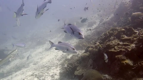 School of red snapper , lutjanus bohar   swimming over corals, Raja Ampat Stock Footage 80664505
