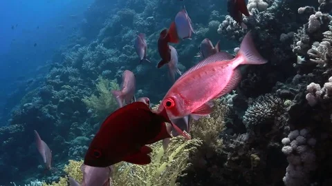 A school of red soldier fish hovering over coral reef, Red Sea, Egypt. Stock Footage 82685318