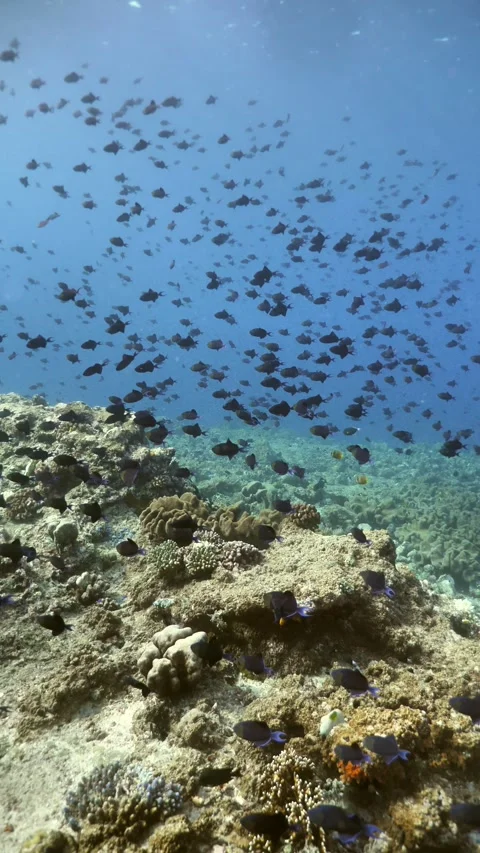 School of redtooth triggerfish above coral reef Stock Footage 325729472