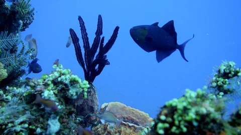 School of redtooth triggerfish swimming over healthy coral reef Stock Footage 102206535