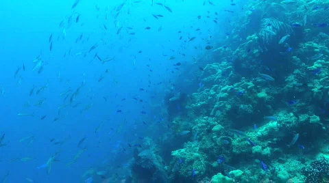 School of Reef Fish 動画素材 351951