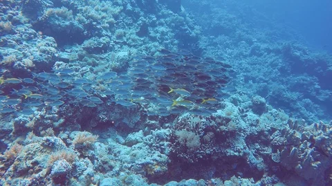 School of reef fish Stock Footage 111351760