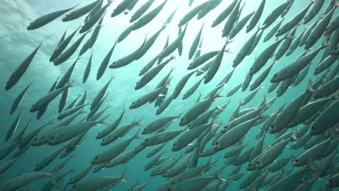 A school of reef fish swims in tight formation toward the sunlit surface, their Stock Footage 346840617