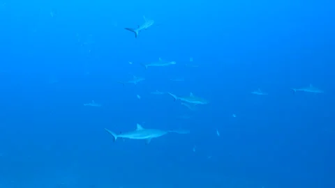 School of reef sharks Stock Footage 301153591