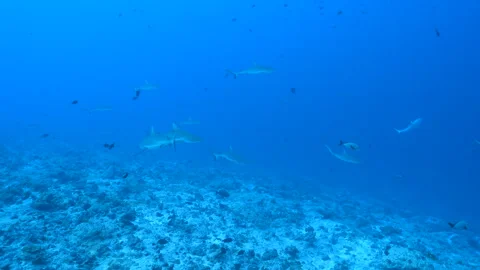 School of reef sharks Stock Footage 301153946