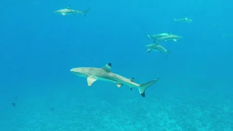 A school of reef sharks swims in deep blue water near Bora Bora Stock Footage 138896119