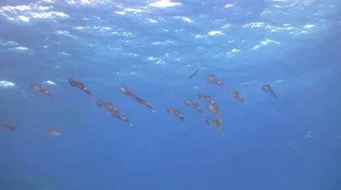 School of reef squid Video stock 58192282
