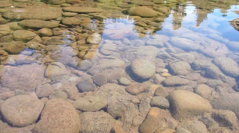 School of River Minnows Stock Footage 24671335