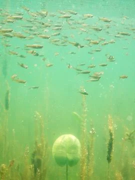 School of roach fish swimming above aquatic plants Stock Photos