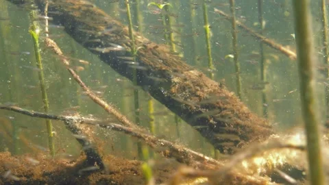 School of roach fry swimming Stock Footage 270454089