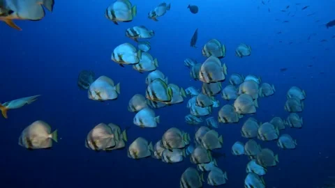 School Of Rounf Batfish (Platax orbicularis) Raja Ampat Stock Footage 280172771