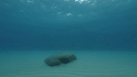 School of saddled bream in front of a rock at the seabed,Mediterranean sea,Italy Stock Footage 111568079