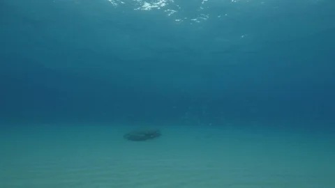 School of saddled bream in front of a rock at the seabed,Mediterranean sea,Italy Stock Footage 112181356