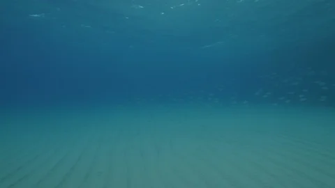 School of saddled bream at the seabed, Tropea, Mediterranean sea,Italy Stock Footage 111650276