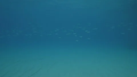 School of saddled bream at the seabed, Tropea, Mediterranean sea,Italy Stock Footage 112186681