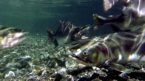 A School Of Salmon Swimming Underwater I... | Stock Video | Pond5