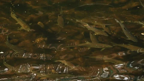 School of Salmon Under the Water's Surface Vídeo Stock 93852533