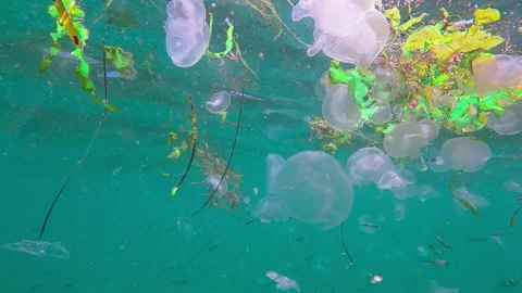 School of Sand Smelt swims between group of Moon jellyfish drifting in waves Stock-Footage 333599145
