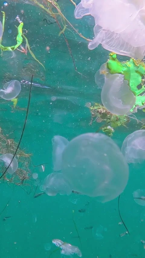 School of Sand Smelt swims between group of Moon jellyfish drifting in waves Stock-Footage 338024686