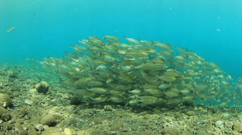School of Sardine fish underwater Stock Footage 32869413
