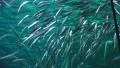 School Of Sardines In Aquarium 4k or 4k+ Resolution