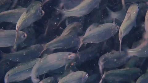 School of sardines close up Stock Footage 132596537
