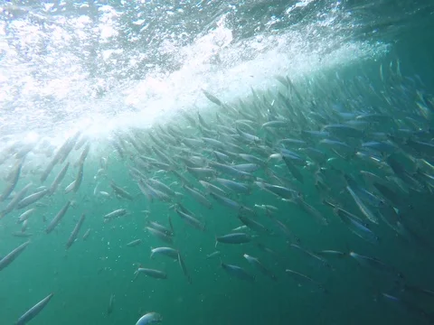 School sardines feeding on plankton Stock Footage