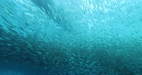 A school of sardines forms a ball to hide from the shark. Stockbeeldmateriaal 266500784