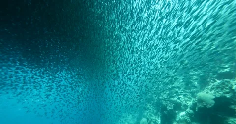 A school of sardines forms a ball to hide from the shark. Stock Footage 266995333