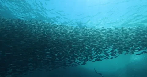 A school of sardines forms a ball to hide from the shark. Stock Footage 268039224