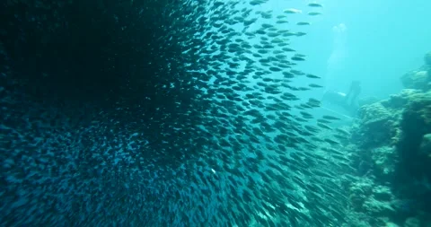 A school of sardines forms a ball to hide from the shark. Stock Footage 270651152
