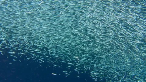 A school of sardines forms a ball to hide from the shark Stock Footage 337390633