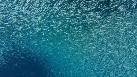 A school of sardines forms a ball to hide from the shark Stock Footage 337911570