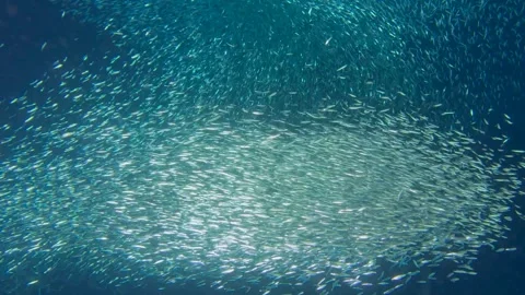 A school of sardines forms a ball to hide from the shark Stock Footage 339093794