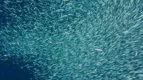 A school of sardines forms a ball to hide from the shark Stock Footage 341115676