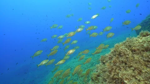 School of Sarpa salpa called also Salema dreamfish 스톡 동영상 127964605