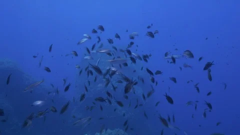 School of school of sardines in front of a rock, Ustica, Mediterranean Stock Footage 126761330