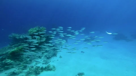 School of sea fish over the sandy bottom in blue sea water Stock Footage 337522777