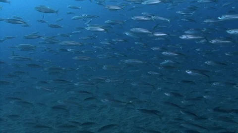 School Of Seabream (Bogue) Fish Crossing The Camera Field Stock Footage 97534569