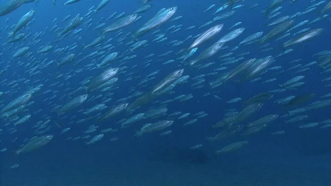 School Of Seabream Fish Crossing The Camera Field Then Coming Towards The Camera Stock Footage 97535248