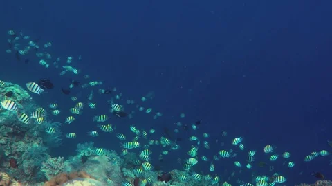 School of sergeant fish with deep blue ocean and coral reef background Stock Footage 94373641