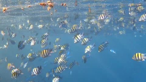 School of sergeant fish eating garbage on sea surface. Video footage Stock Footage 302654073