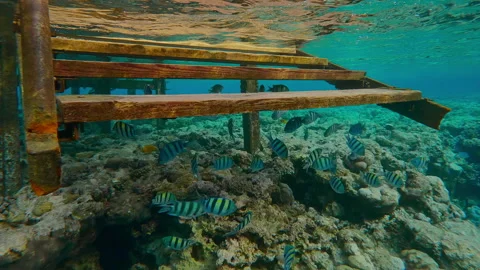 School of Sergeant fish swims under steps of gangway of an old dilapidated pier Stock Footage 331103647