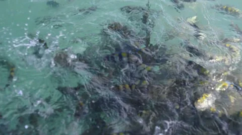 School of sergeant major damsels Video stock 45394390