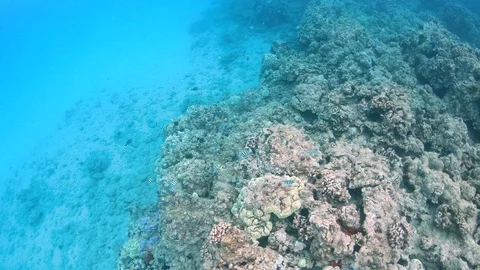 School of Sergeant Major fish swim over massive coral reef, Hawaii 4K slomo Stock Footage 98430843