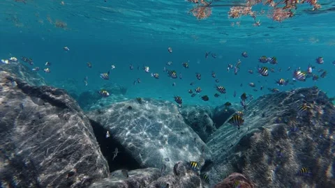School of Sergeant Major fish swimming near rocks and sea grass in ocean Stock-Footage 337847399