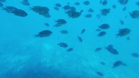 School of sergeant major fish swimming underwater in Red Sea Hurghada Egypt 스톡 동영상 341289108