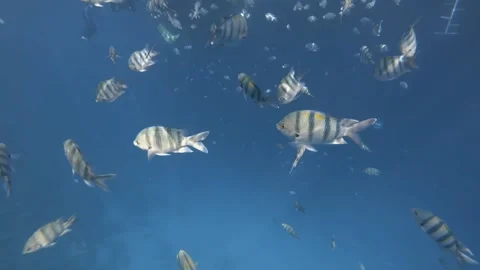 School of Sergeant Major fish whilst Snorkling - Red Sea. Abudefduf saxatilis Stock Footage 231475602