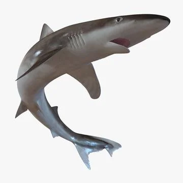 School Shark Swimming Pose 3D Model 3D Model